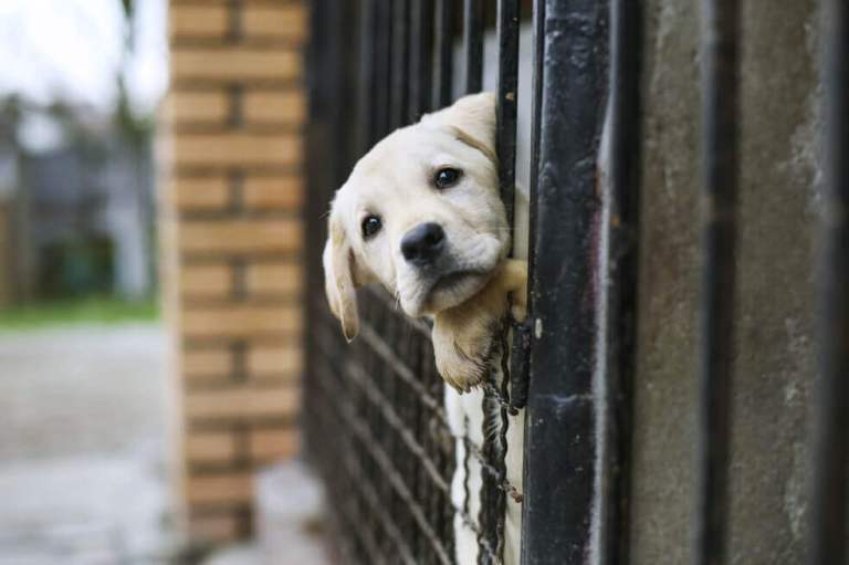 Fiscalía investigará presunto envenenamiento de perros en Bogotá