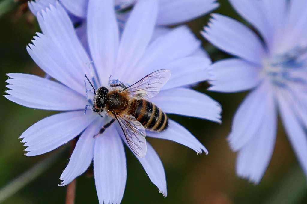 FOTODELDIA LONDRES (REINO UNIDO), 14/08/2025.- Una abeja liba polen de una flor silvestre en un parque de Londres, Reino Unido, este jueves. El Fondo 'Rewild London' ('recuperar el Londres salvaje'), una iniciativa conjunta del alcalde de Londres, Sadiq Aman Jan, y el London Wildlife Trust (Fideicomiso de Vida Silvestre de Londres ), apoya diversos proyectos destinados a restaurar y crear hábitats para la fauna silvestre en la capital de Reino Unido. EFE/ Andy Rain
