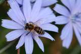 Aumenta el número de abejas y mariposas en peligro de extinción en Europa