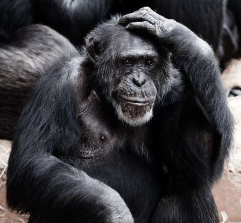 (VIDEO) ¿Los animales, al igual que nosotros, planifican o piensan en su futuro?
