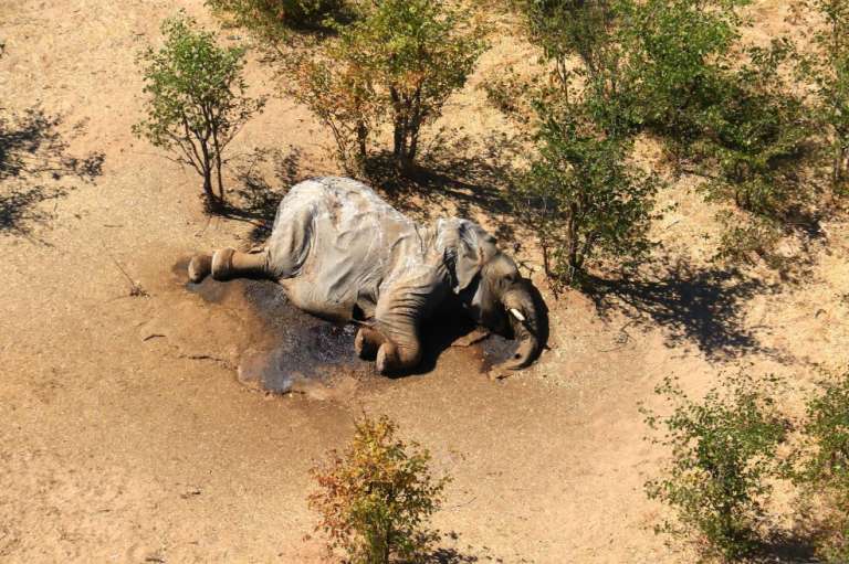 Los casos empezaron a registrarse a principios de mayo en el Delta del Okavango, donde hay unos 15 mil ejemplares.