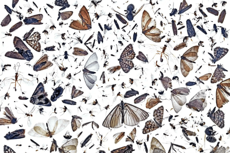 Categoría: Naturaleza.Pål Hermansen djo que : "Estos insectos se encontraron en una lámpara que había tenido una apertura no deseada durante el verano. Me di cuenta de que esta rica colección de insectos tenía que ser documentada. Estas son criaturas que están alrededor sin que nos demos cuenta de su importante existencia. Los insectos se colocaron en una mesa de luz".