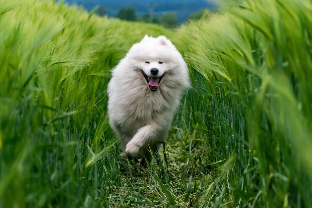 Información sobre la raza de perro Samoyedo