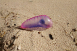 Científicos identifican cuatro nuevas especies de carabela portuguesa