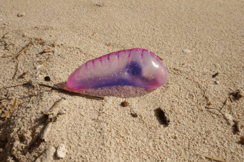 Científicos identifican cuatro nuevas especies de carabela portuguesa