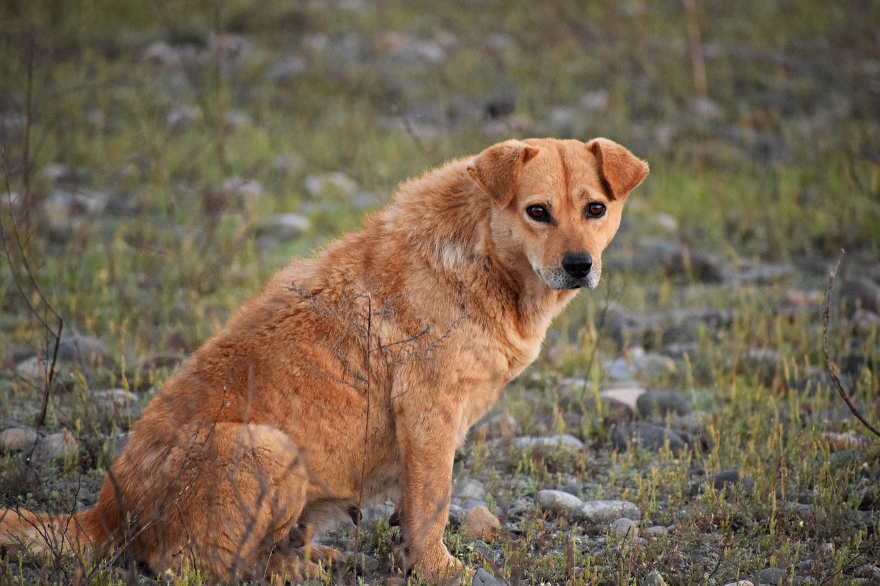 Cosas que usted hace con su perro o gato y son consideradas maltrato animal.