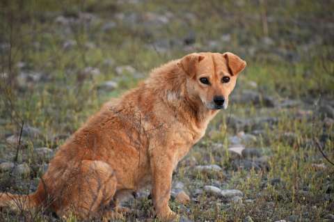 Cosas que usted hace con su perro o gato y son consideradas maltrato animal