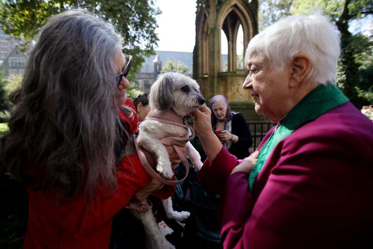 Los gatos y los perros fueron los animales más vistos en la bendición que hizo la iglesia.