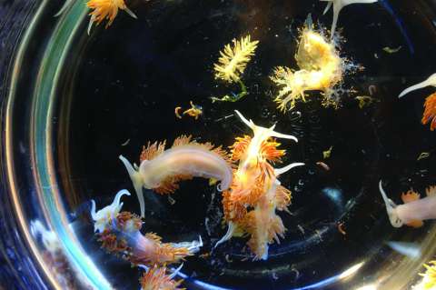 Tras tsunami de 2011, cientos de especies atravesaron el océano aferradas a desechos
