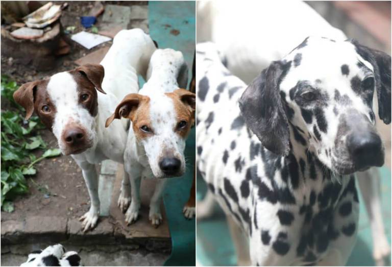 Instituto de Bienestar Animal rescata 13 perros que se alimentaban de tierra y piedras