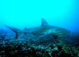 Los tiburones pueden ser víctimas de la lucha contra el COVID-19