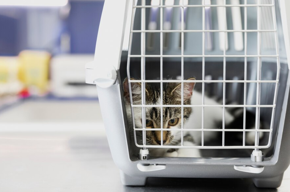 Judicializan a falso veterinario