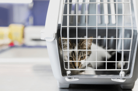 Judicializan a hombre que se habría hecho pasar por veterinario en Cali