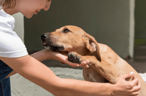 ¿Qué sienten los perros al ser adoptados?