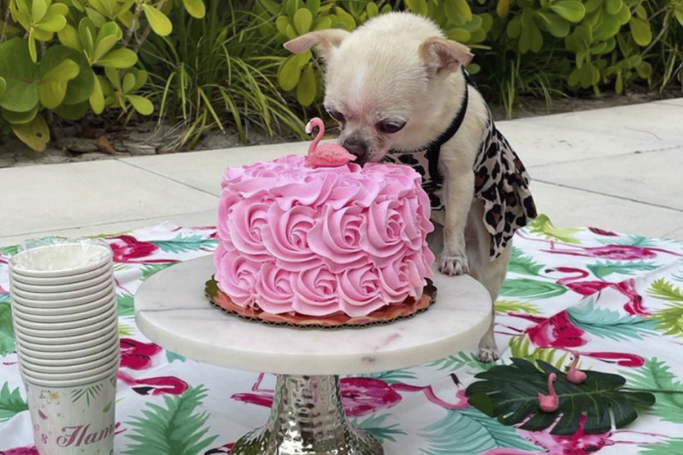 Bubbles con su torta de cumpleaños