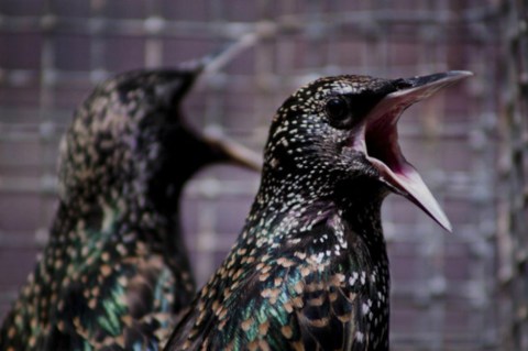 Pájaros borrachos causan estragos en Minnesota
