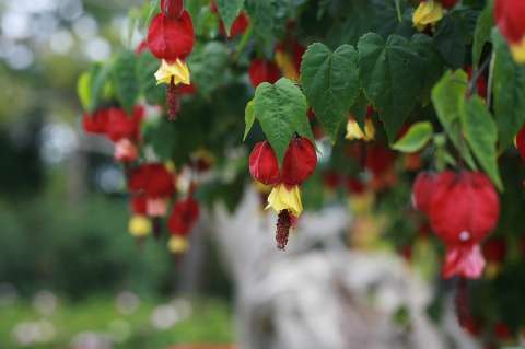 Abutilón: cómo cuidar este arbusto de rápido crecimiento