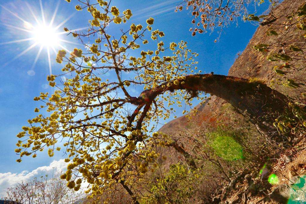 La declaratoria de Distrito de Conservación de Suelos Umpalá-Cañón del Chicamocha le permite al país ganar más de 3.900 hectáreas de bosques secos tropicales protegidos, Foto/ Cortesía