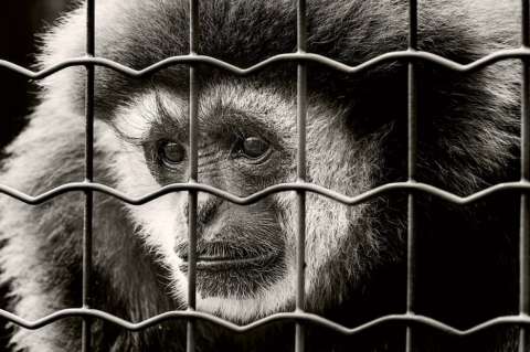 Diariamente son incautados cinco animales silvestres en Bogotá