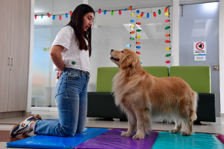 ¿Traducción al lenguaje canino?: collar con IA promete traducir órdenes humanas