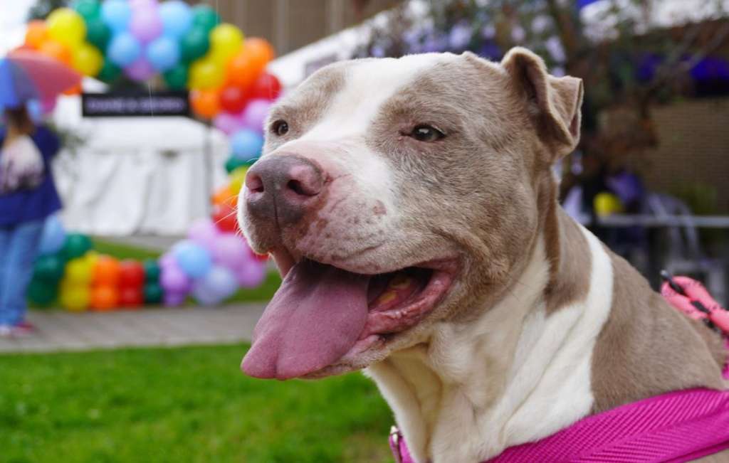 Talleres, cine y adopciones: así se vivirá el Día de los Animales en Bogotá
