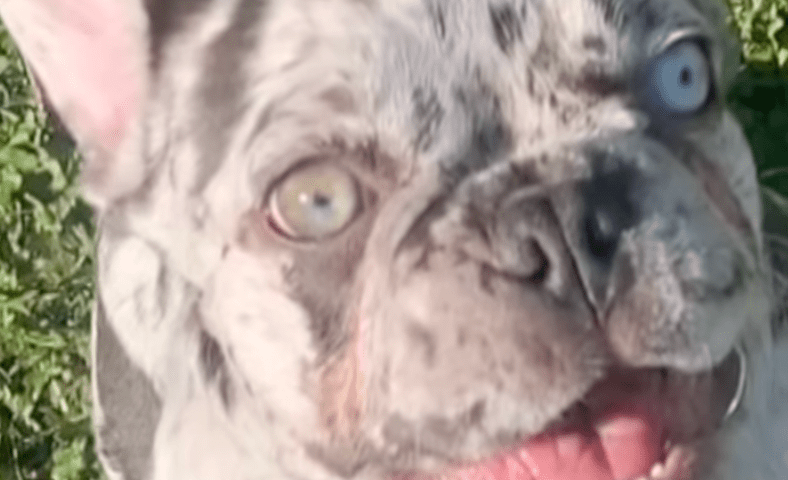 El canino fue, presuntamente, tomado por una extraña.