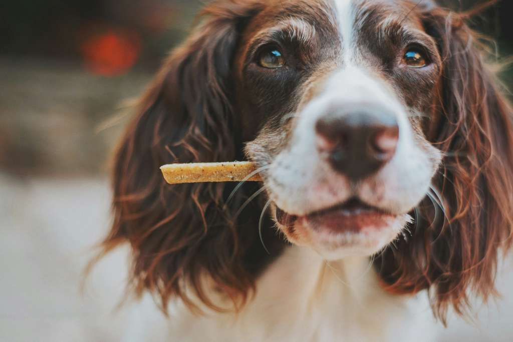 Alimentación natural para perros y gatos: lo que debe tener en cuenta