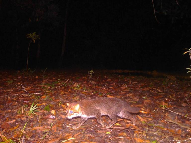 Redescubren en Tailandia a una de las especies de gato más escasas y amenazadas del mundo