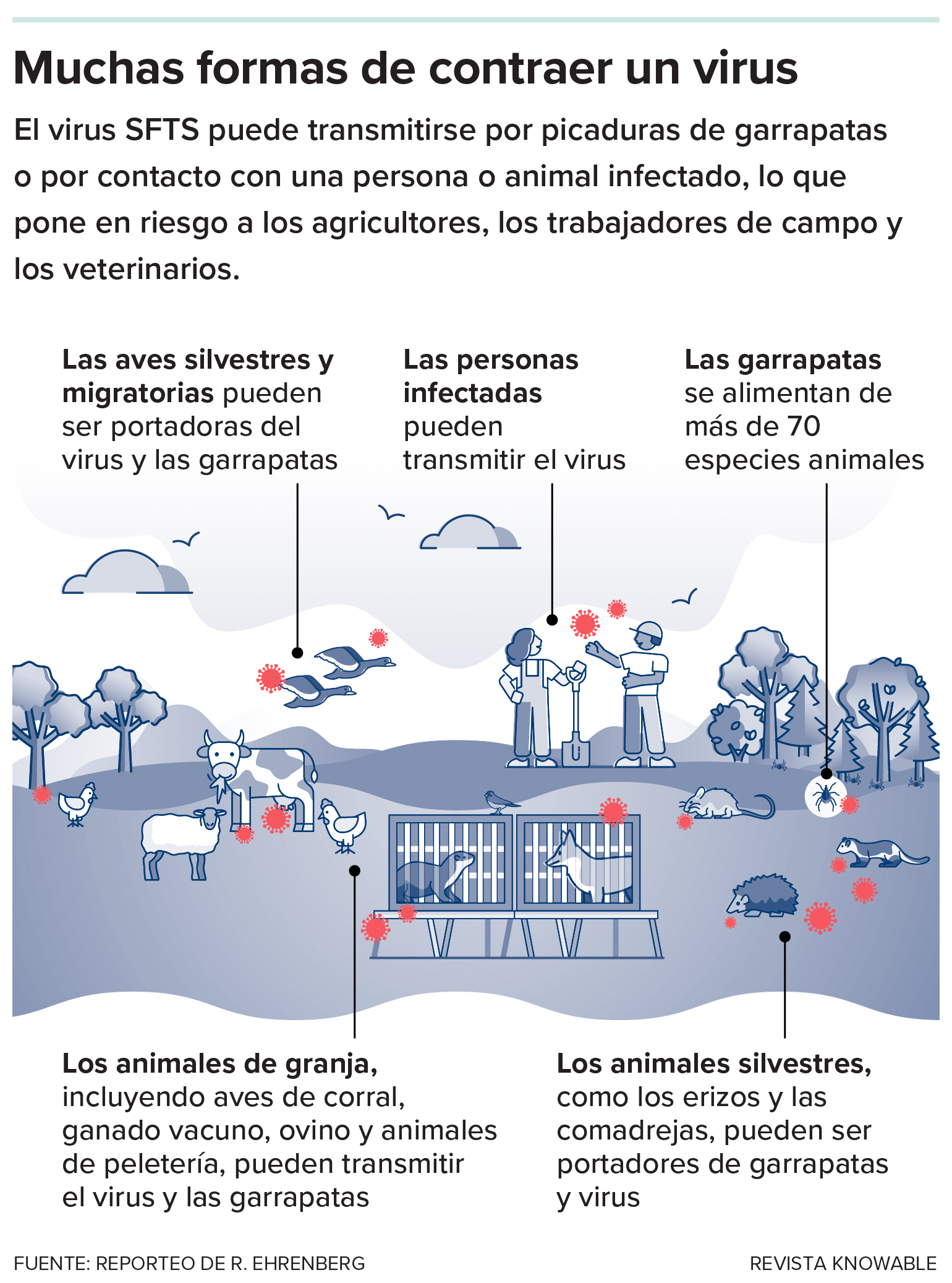 Aunque se considera que las garrapatas son las principales hospedadoras de los virus SFTS, los estudios han demostrado que infecta a muchos animales que también pueden transmitirlo a las personas.