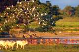 Casanare cambió el petróleo por el ecoturismo