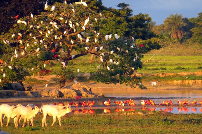 Casanare cambió el petróleo por el ecoturismo