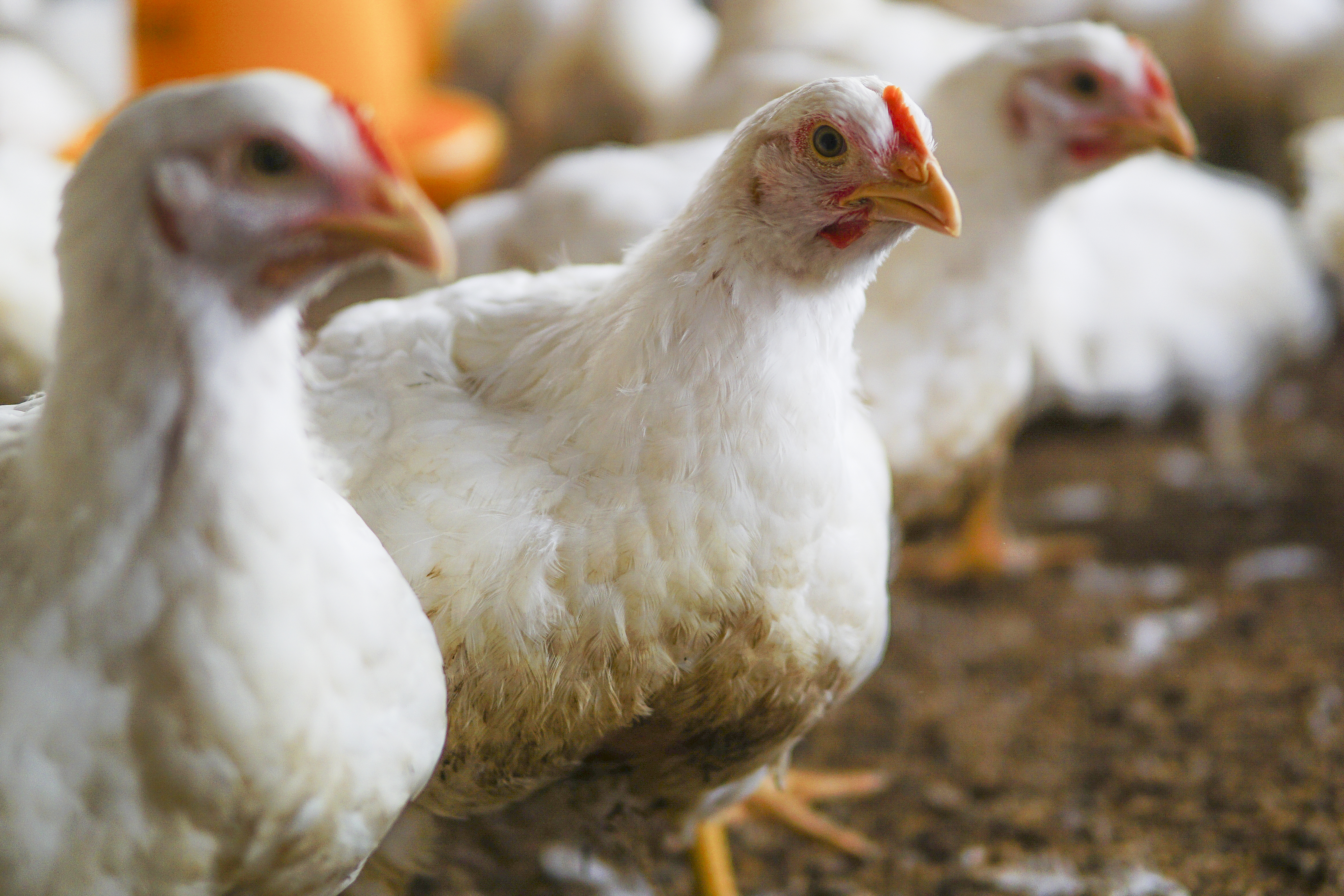 También se registraron pollos afectados en sectores aledaños a Piedecuesta.