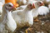 Pollo y huevo colombiano: vuelan las exportaciones a 11 mercados