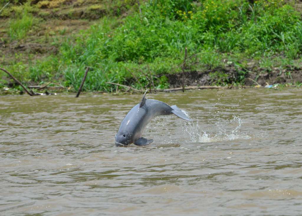 Los delfines rosados nadan entre los bosques inundables./ Fernando Trujillo - Fundacion Omacha