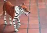 Denuncian que perro fue pintado como un tigre  durantes las elecciones presidenciales