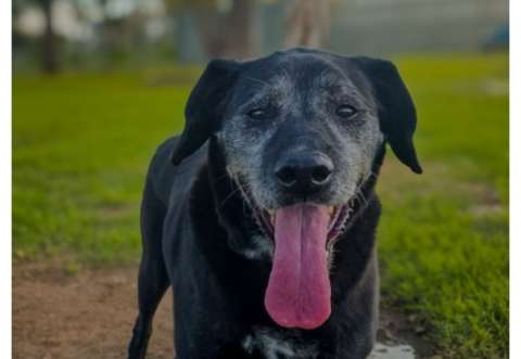 No es normal creer que un perro viejo no puede tener una familia: razones para adoptarlos