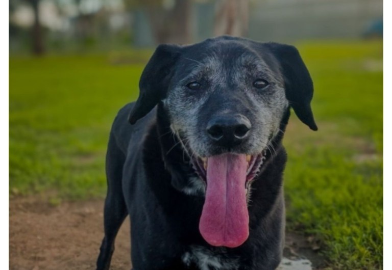 No es normal creer que un perro viejo no puede tener una familia: razones para adoptarlos