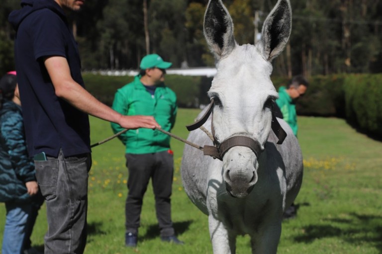 ¡Buenas noticias! Adoptan a una burra rescatada del maltrato animal en Bogotá
