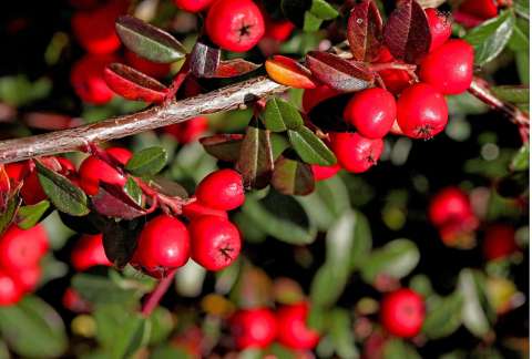 Cotoneaster: cómo cuidar de este arbusto rojo que adorna los exteriores