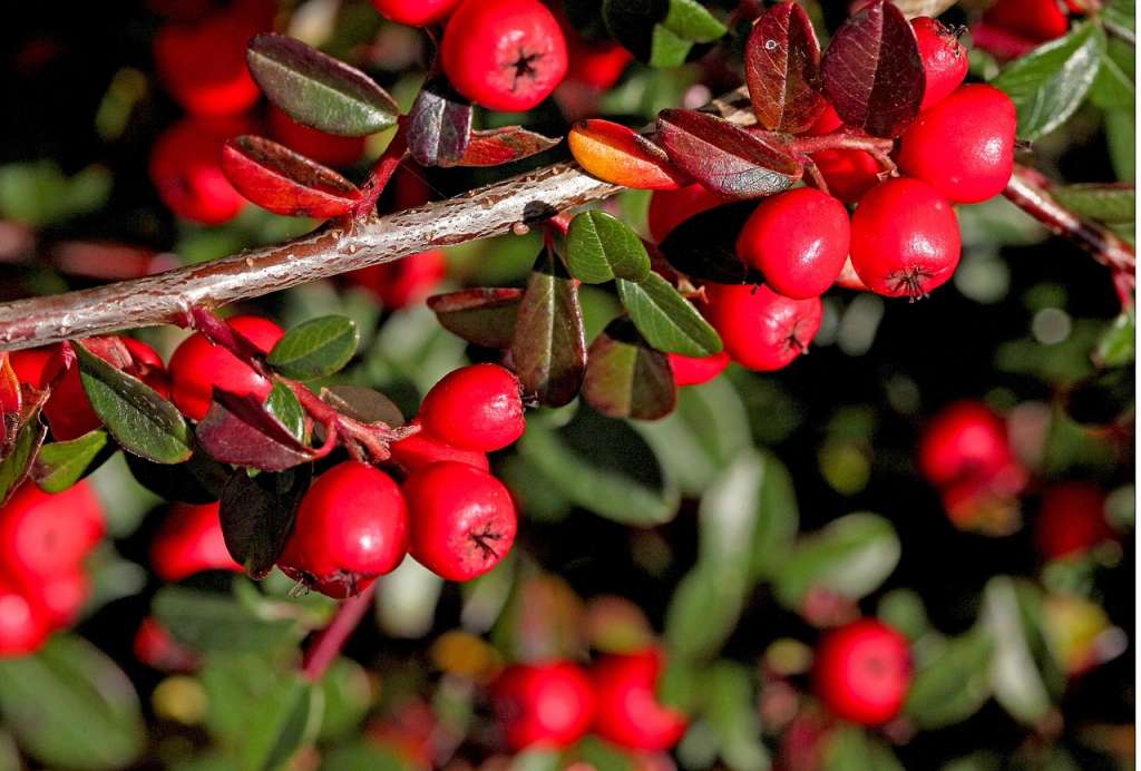El cotoneaster es una planta resistente a la contaminación urbana, lo que la hace ideal para parques y jardines en ciudades.