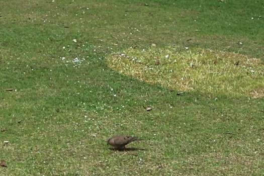 Torcaza alimentándose en una zona con residuos de icopor que quedaron en el parque Simón Bolívar tras la terminación del FEP.