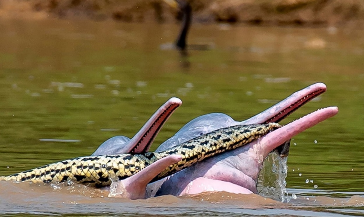 Imagen de los delfines bolivianos de río.