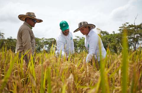 Minagricultura pone lupa sobre los recursos de Fedearroz mientras sector enfrenta una crisis