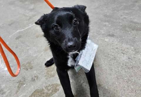 ‘Llévame a Casa’: la conmovedora nota que tenía Rukey en su collar