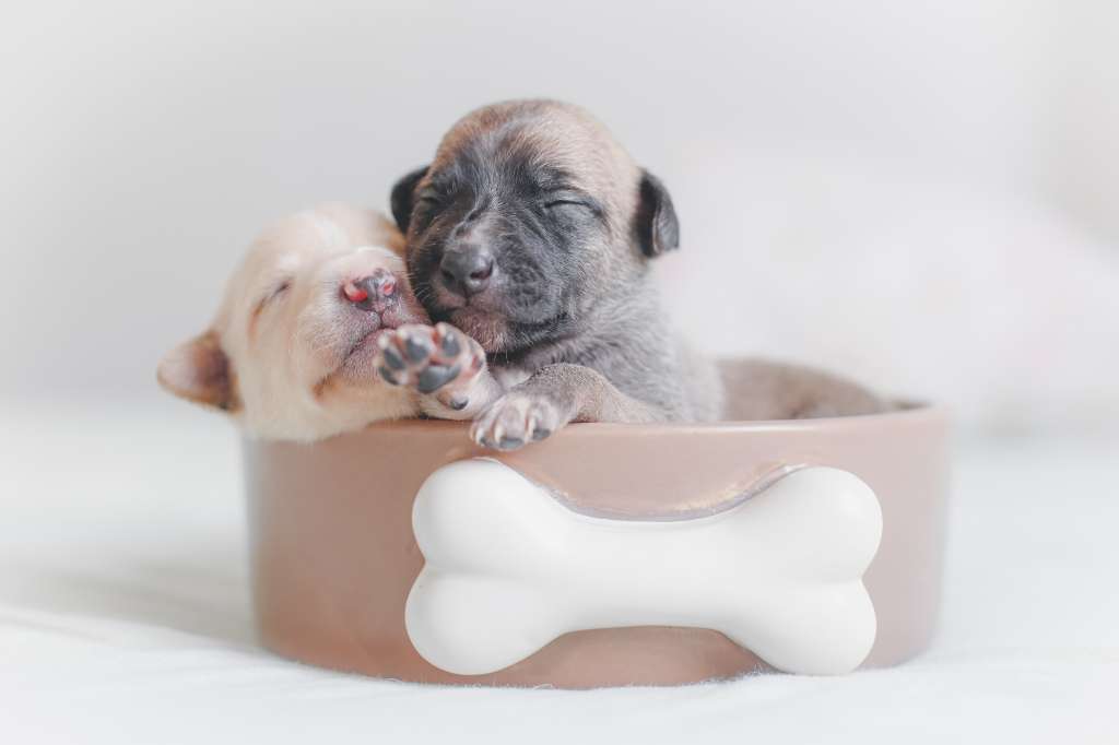Perros tacita de té características y curiosidades de esta raza de perros