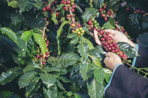 El café repunta en mayo y alivia un año en rojo para el sector cafetero colombiano