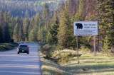 ¿Por qué, en una región, Canadá volvió a permitir la caza de osos?