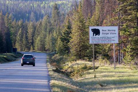 ¿Por qué, en una región, Canadá volvió a permitir la caza de osos?