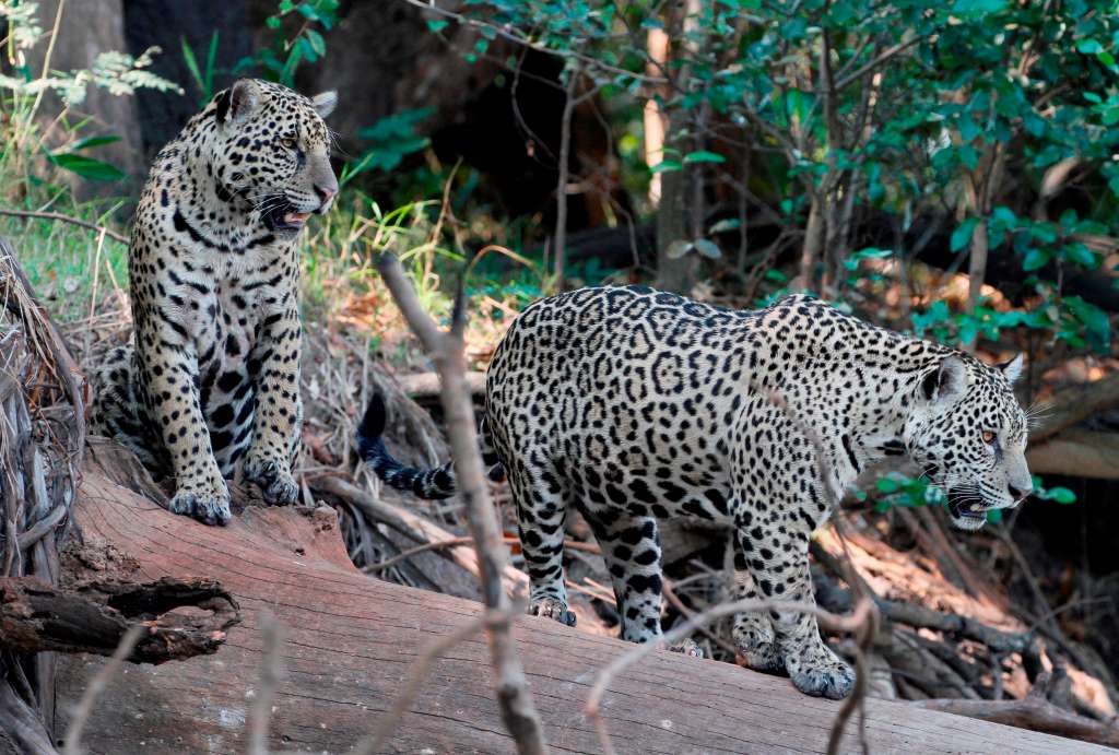 El jaguar (Panthera Onca) ha perdido el 50% de su territorio en los últimos 100 años.