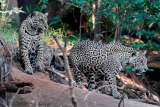Jaguares en riesgo: ¿Qué está sucediendo con el felino más grande de Latinoamérica?